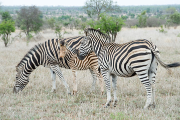Zebras in der Savanne Südafrikas