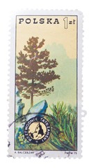 POLAND - CIRCA 1975: stamp printed by , shows Pine, badge 
