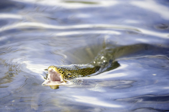 Trout - Powered by Adobe