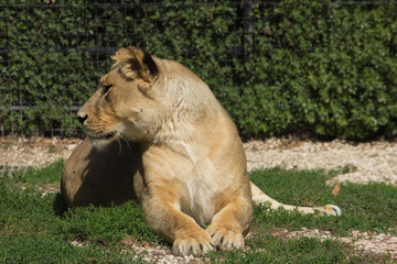 Fototapeta na wymiar Ritratto di una leonessa seduta sul prato