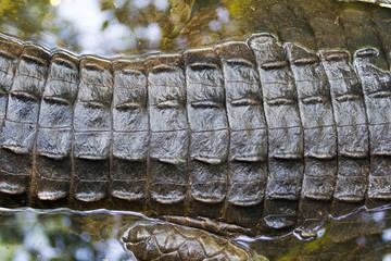 Crocodile skin. Abstract background. wild animals.