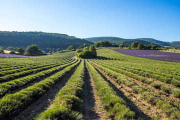 Fototapeta na wymiar Production of lavender in Sault France