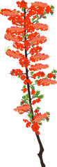 red sea-buckthorn isolated on white