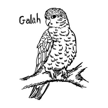 vector illustration sketch hand drawn with black lines of galah on a tree