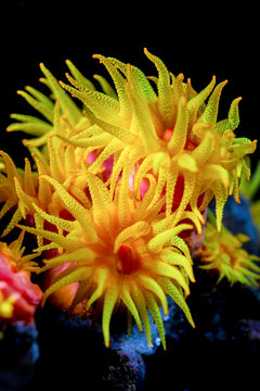Underwater photography of Tubastraea faulkneri (sun coral)