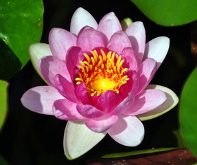 Pink farbige Seerose am Comer See