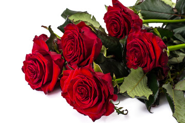 Roses on a white background
