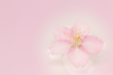 Fototapeta na wymiar Japanese cherry blossom on pink water #2