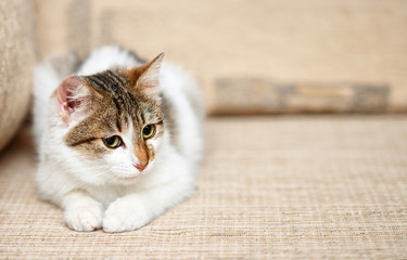 Kitten, cute funny cat close up, young playful cat at home, domestic cat, relaxing cat, cat resting, cat playing at home, elegant cat