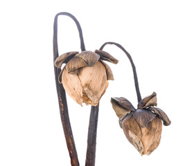 Dried lotus flower isolated on white background