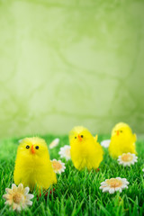 Ostern, drei Küken in einer Reihe hintereinander auf einer Blumenwiese