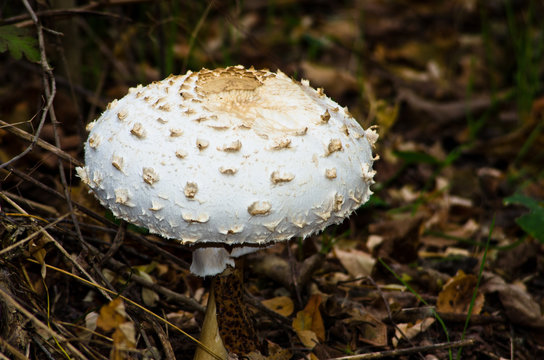 Big white dangerous mushroom at dark forest corner, north Serbia