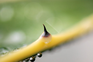 AGAVE AMERICANA. PITA