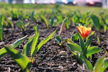 spring flower tulip on ground