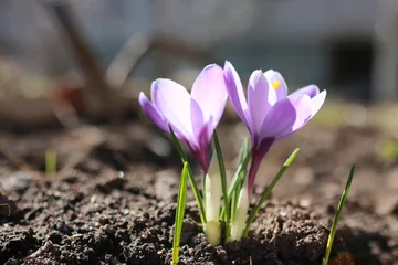 Abwaschbare Fototapete Krokusse Frühlingsblume Krokus