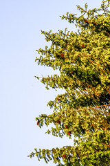 Fir tree, Austria, Lower Austria, Danube area, Greifenstein