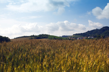 Campo di Grano Panoramico 1