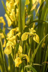 Yellow iris, Austria, Lower Austria, Danube area, Greifenstein