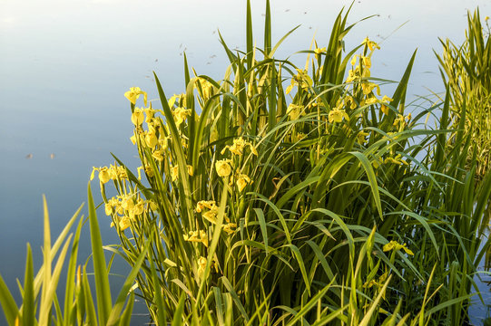 Danube side-arm Greifenstein, yellow iris, Austria, Lower Austri