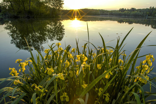 Danube side-arm Greifenstein, yellow iris, Austria, Lower Austri