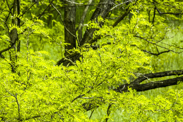 Bastard acacia leaves in spring time, robinia pseudacacia, Austr