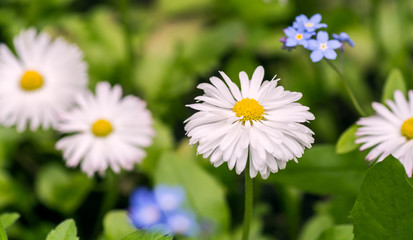 Obraz premium Terry daisies with me-nots in the garden