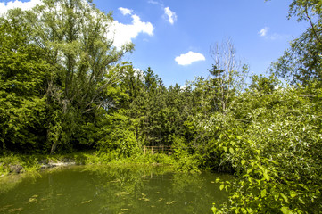 Fototapeta na wymiar Riverside water, pond, riverside vegetation, Austria, Lower Aust