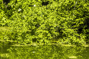 Riverside water, pond, riverside vegetation