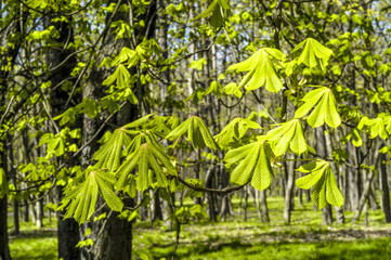 Chestnut tree, young leaves in spring time, Austria, Vienna, 2.