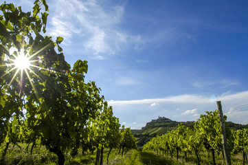 Obraz premium Vine region Falkenstein in Lower Austrias Weinviertel, Austria,