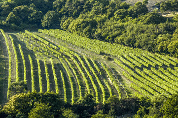 Obraz premium Vine region Falkenstein in Lower Austrias Weinviertel, Austria,