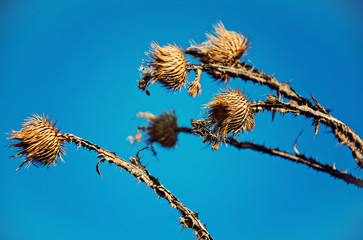 Dry milk thistle flower