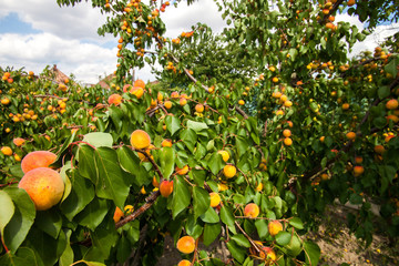 Bio apricot tree in garden