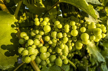 Vine yard, Austria, Lower Austria, Weinviertel, Grossnondorf