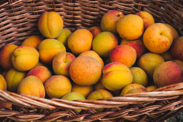 Home made in garden, Apricot harvest in the basket