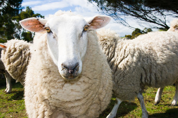 Grazing Sheep