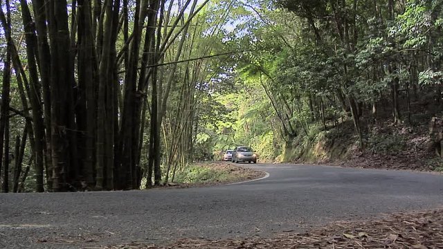 Road through the El Yunque National Forest