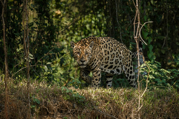Fototapeta premium American jaguar by the river in the nature habitat, panthera onca, wild brasil, brasilian wildlife, pantanal, green jungle, big cats