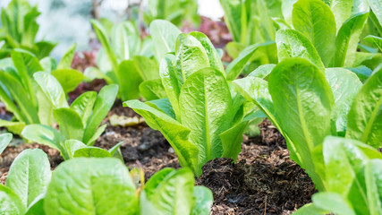 Cos lettuce in the vegetable garden.
