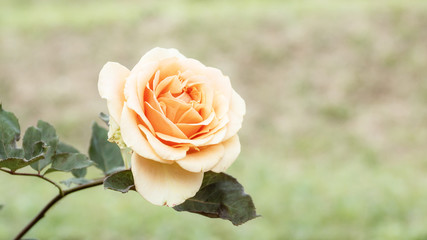 pink roses in the garden, pastel color.