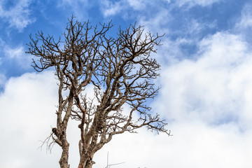 Lonely dry tree in Horton Plains