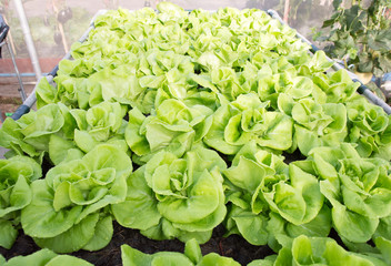 Lettuce green in field 