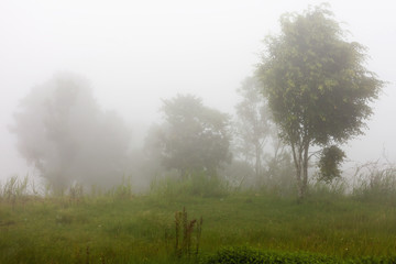 Heavy fog in evergreen jungle forest after rain. Natural misty background. Bali, Indonesia.