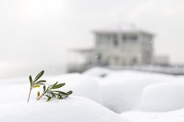 Plant Covered With Snow