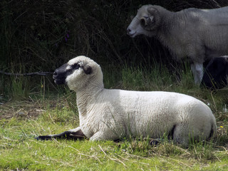 Black face sheep 1695