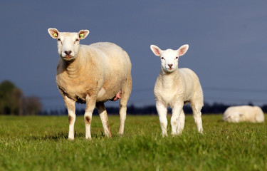 Fototapeta premium Mother sheep with lambkin. Low point of view, set against a blue sky
