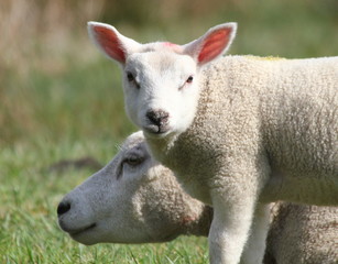 Obraz premium Baby lamb looking straight at the camera, mother sheep in background.
