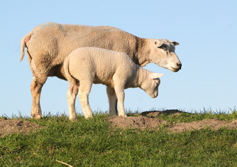Obraz premium Mother sheep with newborn baby lamb. Low point of view, set against a blue sky