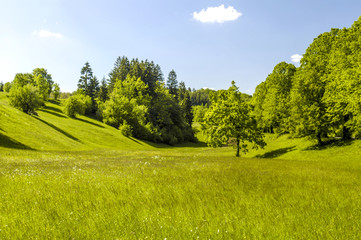 Fototapeta na wymiar Green pasture, Slovenia, Northern Slovenia