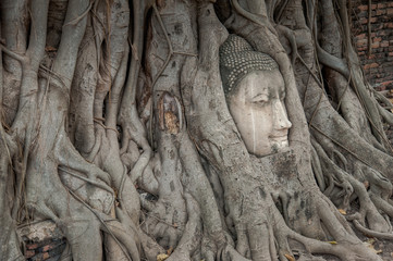Ancient buddha head embeded in banyan tree from Ayutthaya, Thailand
